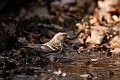 Mealy redpoll